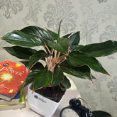 Aglonema Black lipstick, with 5.5 inches white decor pot